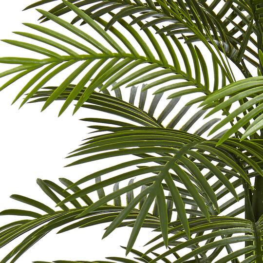 5.5ft. Potted Double Robellini Palm Tree